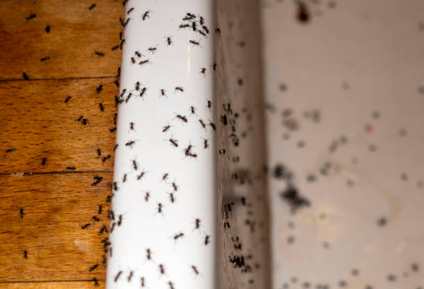 Best Insect Control  in Seneca, KS