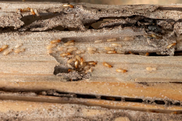 Best Best Pest Control Companies  in Seneca, KS