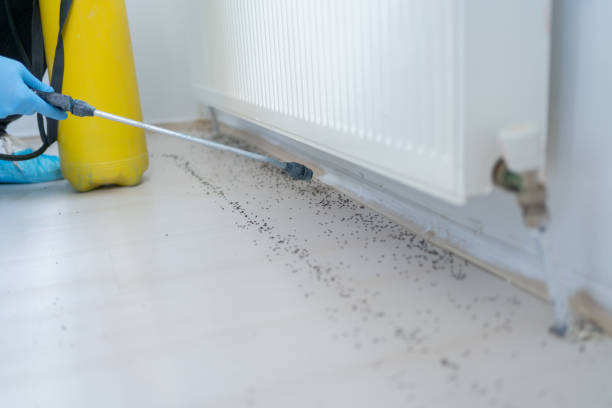 Best Termite Control Services  in Seneca, KS